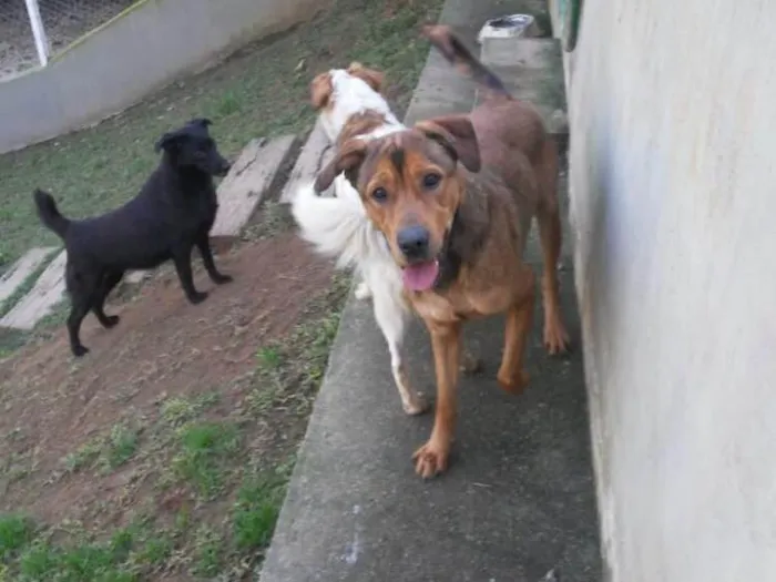 Cachorro ra a SRD idade 2 anos nome Sansão