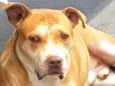 Chico