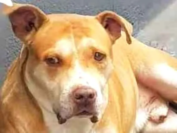 Cachorro ra a Pit Bull idade 6 ou mais anos nome Chico