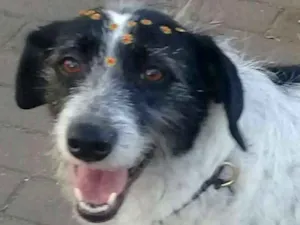 Cachorro raça SRD idade 3 anos nome Linda