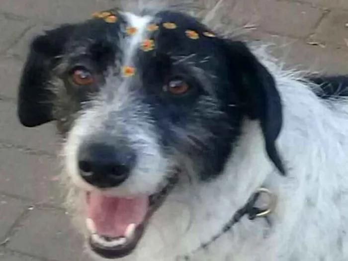 Cachorro ra a SRD idade 3 anos nome Linda