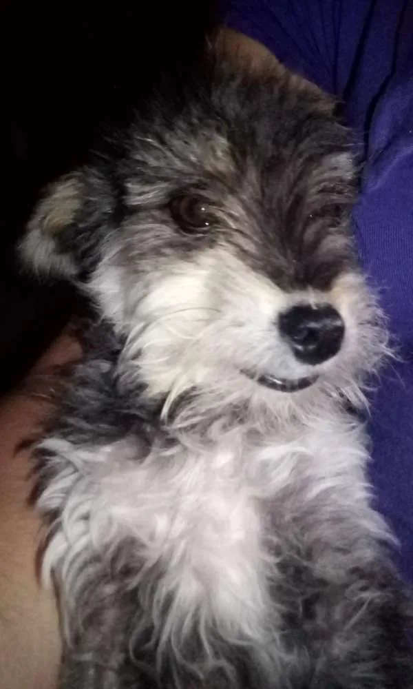 Cachorro ra a SRD idade 1 ano nome Thor