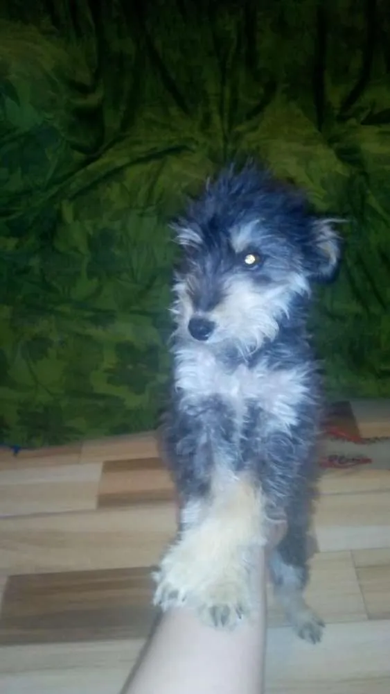 Cachorro ra a SRD idade 1 ano nome Thor