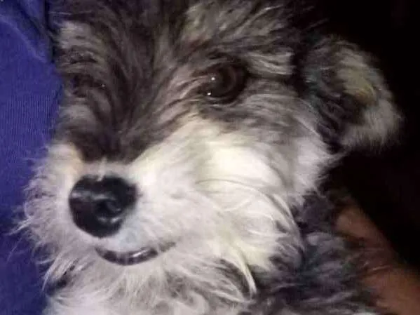 Cachorro ra a SRD idade 1 ano nome Thor