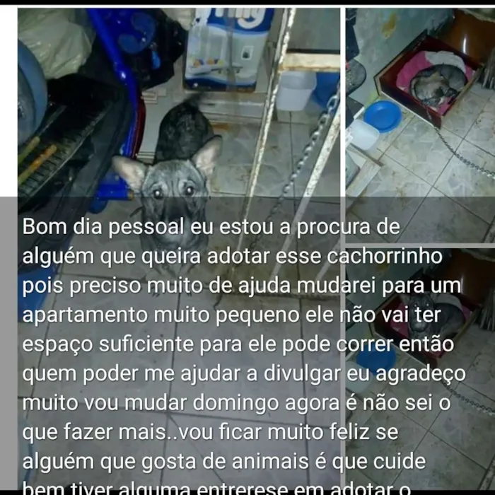Cachorro ra a Não sei idade 3 anos nome Boby