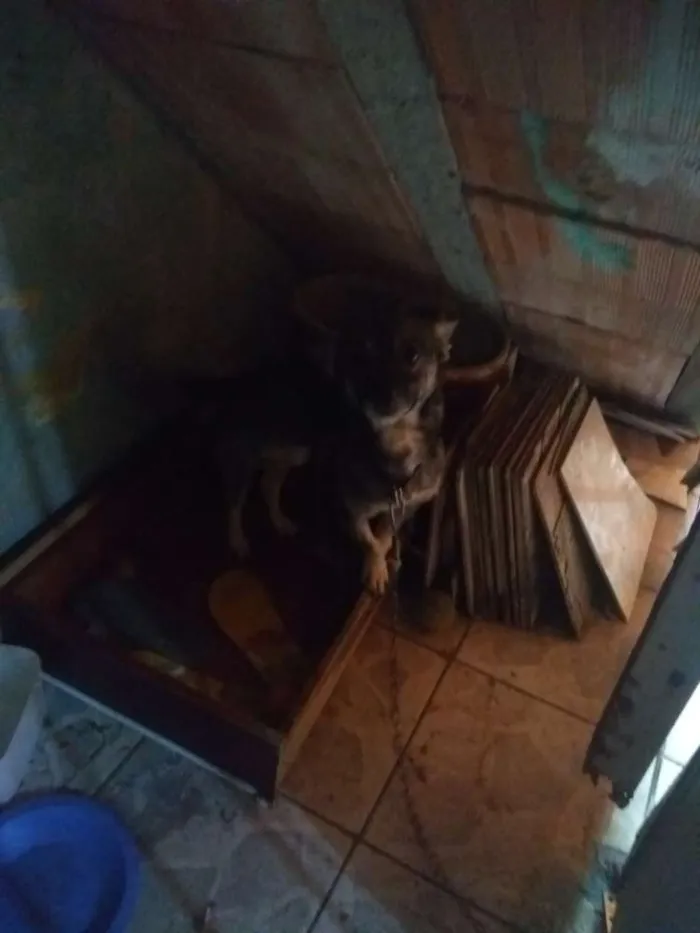 Cachorro ra a Não sei idade 3 anos nome Boby