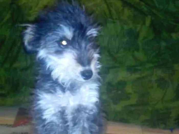 Cachorro ra a SRD idade 1 ano nome Thor