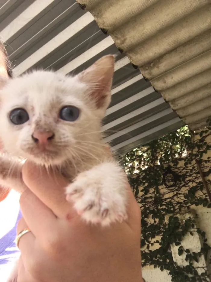 Gato ra a Sem raça definida  idade 2 a 6 meses nome Mel