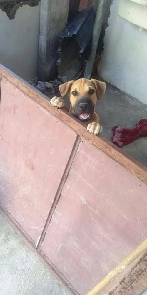 Cachorro ra a Shar pei idade 7 a 11 meses nome Beethoven