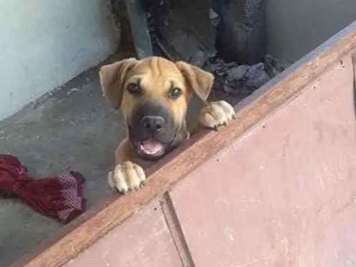 Cachorro ra a Shar pei idade 7 a 11 meses nome Beethoven