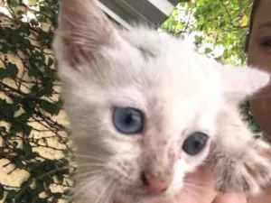 Gato raça Sem raça definida  idade 2 a 6 meses nome Mel