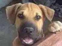 Cachorro ra a Shar pei idade 7 a 11 meses nome Beethoven