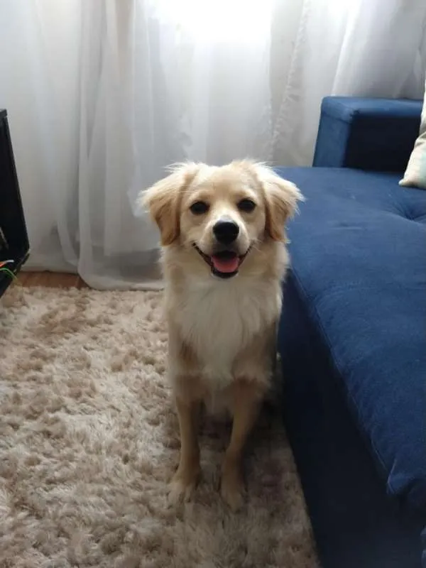 Cachorro ra a SRD idade 7 a 11 meses nome Théo