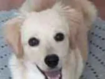 Cachorro ra a SRD idade 7 a 11 meses nome Théo