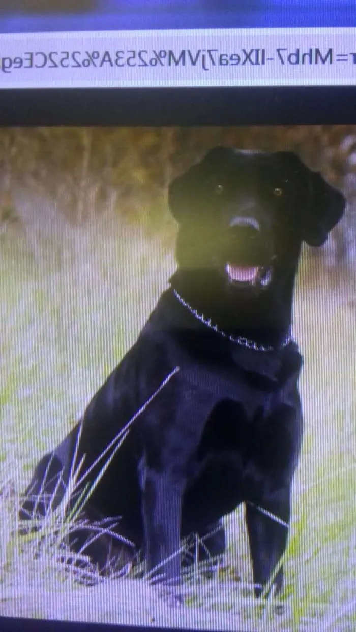 Cachorro ra a LABRADOR idade 2 anos nome MAYA