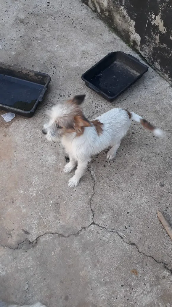 Cachorro ra a Mãe ilhasaapso pai não definid idade 7 a 11 meses nome Spack