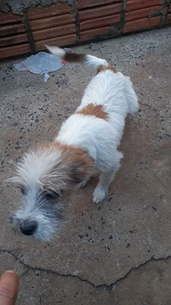 Cachorro ra a Mãe ilhasaapso pai não definid idade 7 a 11 meses nome Spack