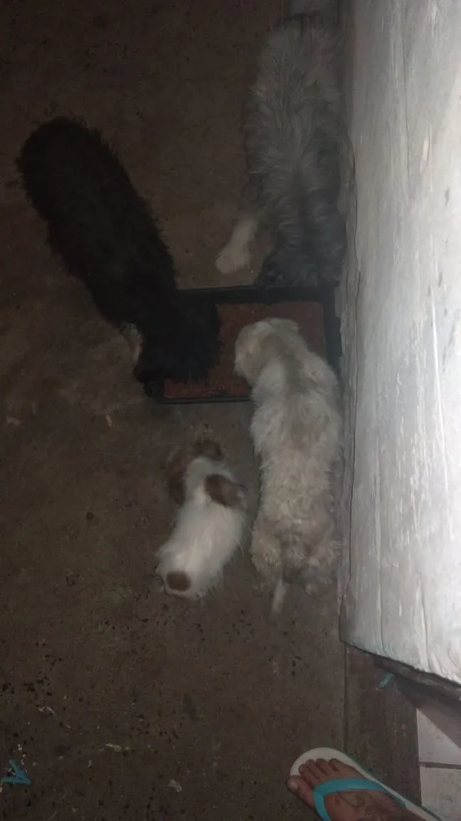 Cachorro ra a Mãe ilhasaapso pai não definid idade 7 a 11 meses nome Spack