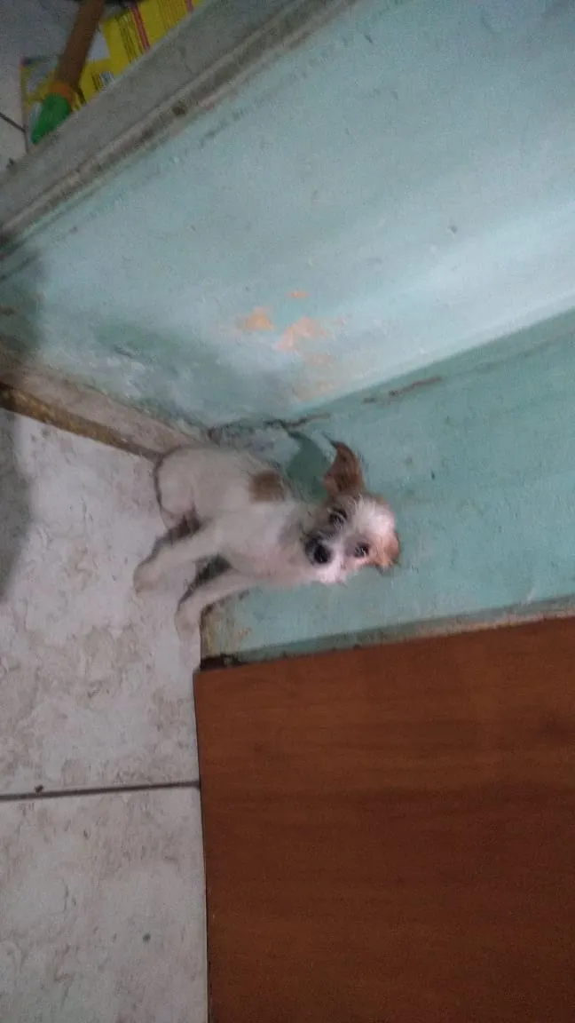 Cachorro ra a Mãe ilhasaapso pai não definid idade 7 a 11 meses nome Spack