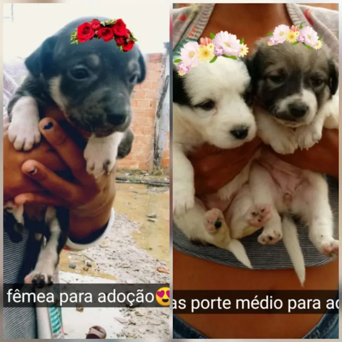 Cachorro raça Srd idade Abaixo de 2 meses nome Filhotes
