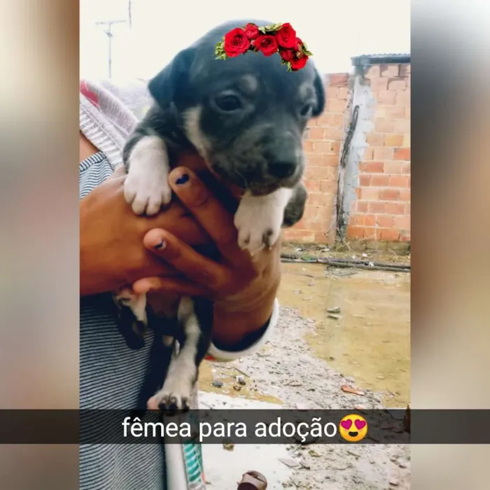 Cachorro raça Srd idade Abaixo de 2 meses nome Filhotes