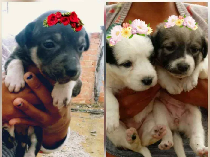 Cachorro raça Srd idade Abaixo de 2 meses nome Filhotes