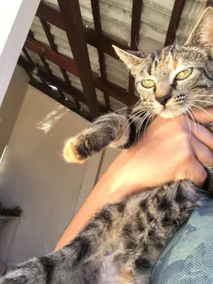 Gato raça Viralatinha idade 2 a 6 meses nome (Sem nome ainda)