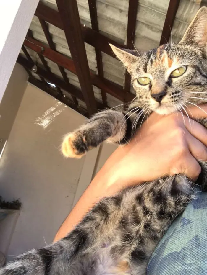 Gato ra a Viralatinha idade 2 a 6 meses nome (Sem nome ainda)