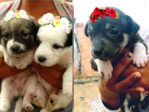 Cachorro raça Srd idade Abaixo de 2 meses nome Filhotes