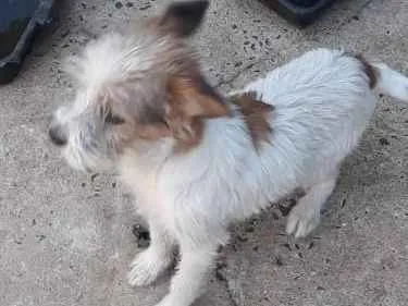 Cachorro ra a Mãe ilhasaapso pai não definid idade 7 a 11 meses nome Spack