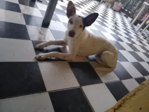 Cachorro raça  idade 7 a 11 meses nome Pitter