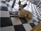 Cachorro raça  idade 7 a 11 meses nome Pitter