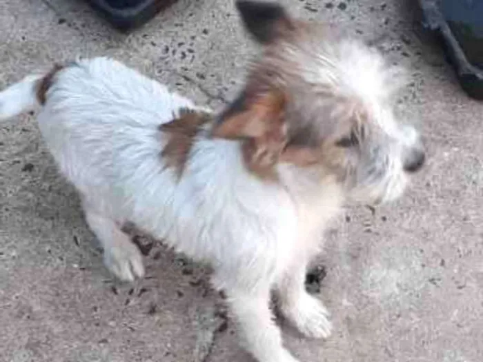 Cachorro ra a Mãe ilhasaapso pai não definid idade 7 a 11 meses nome Spack