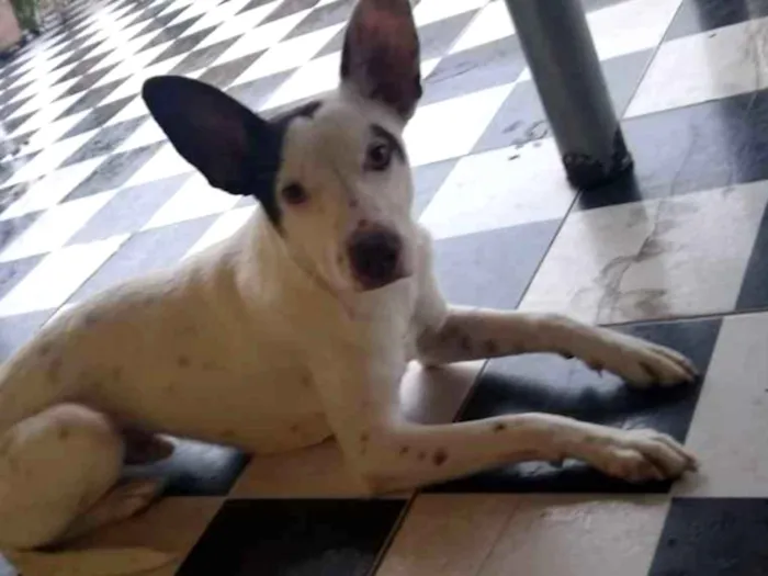 Cachorro ra a  idade 7 a 11 meses nome Pitter