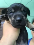 Diana