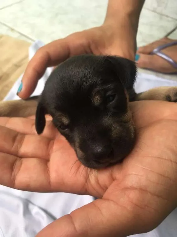 Cachorro ra a SRD idade Abaixo de 2 meses nome Diana