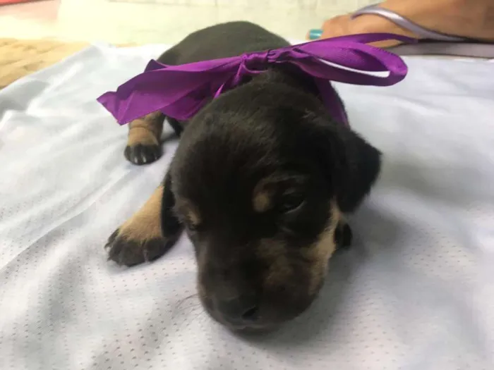 Cachorro ra a SRD idade Abaixo de 2 meses nome Diana