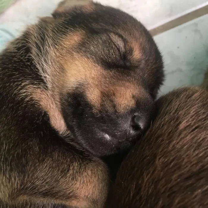 Cachorro ra a SRD idade Abaixo de 2 meses nome Vênus
