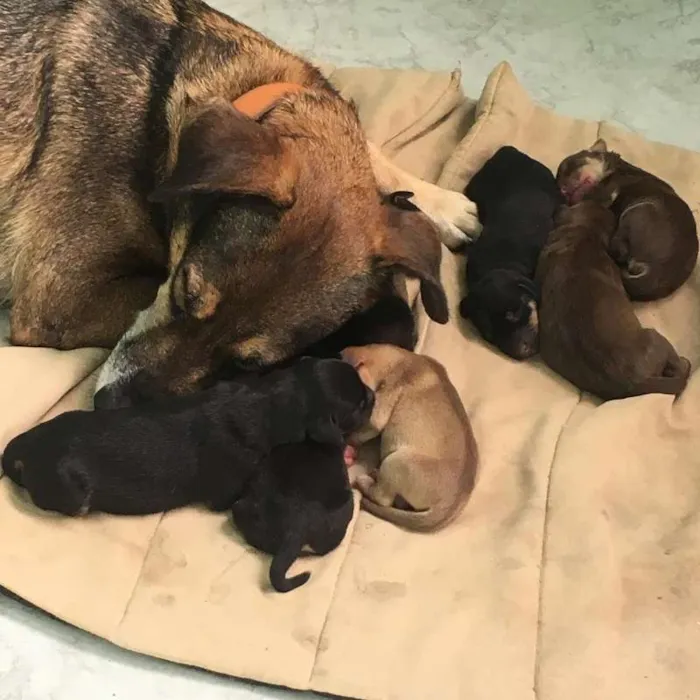 Cachorro ra a SRD idade Abaixo de 2 meses nome Minerva