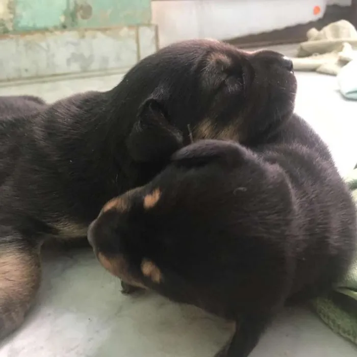 Cachorro ra a SRD idade Abaixo de 2 meses nome Minerva