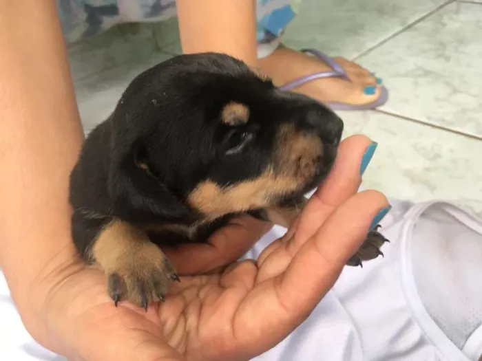 Cachorro ra a SRD idade Abaixo de 2 meses nome Minerva