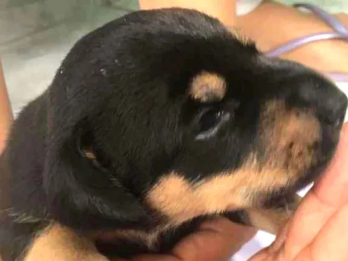 Cachorro ra a SRD idade Abaixo de 2 meses nome Minerva