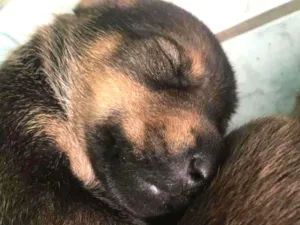 Cachorro raça SRD idade Abaixo de 2 meses nome Vênus