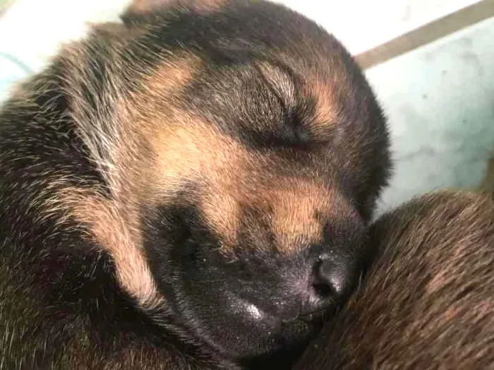 Cachorro ra a SRD idade Abaixo de 2 meses nome Vênus