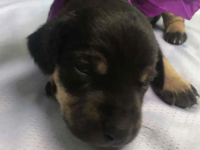 Cachorro ra a SRD idade Abaixo de 2 meses nome Diana