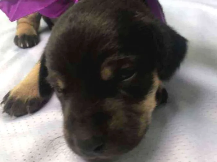 Cachorro ra a SRD idade Abaixo de 2 meses nome Diana