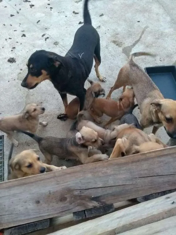 Cachorro ra a pé duro idade 2 a 6 meses nome Laika