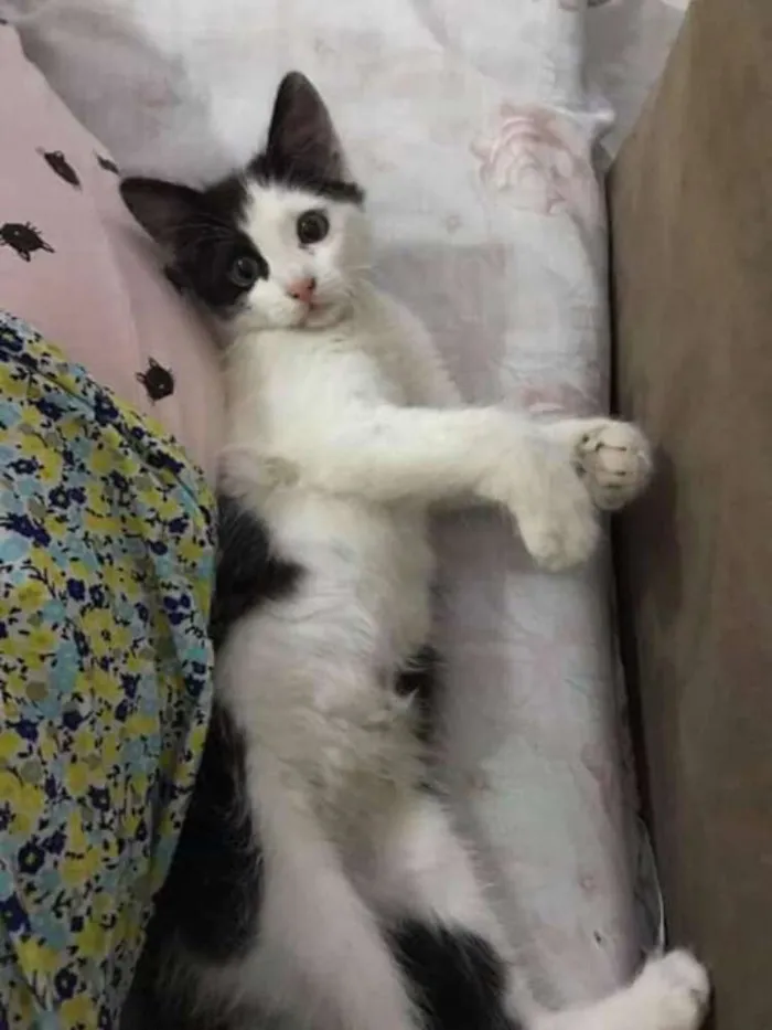 Gato ra a SRD idade 2 a 6 meses nome Mingual