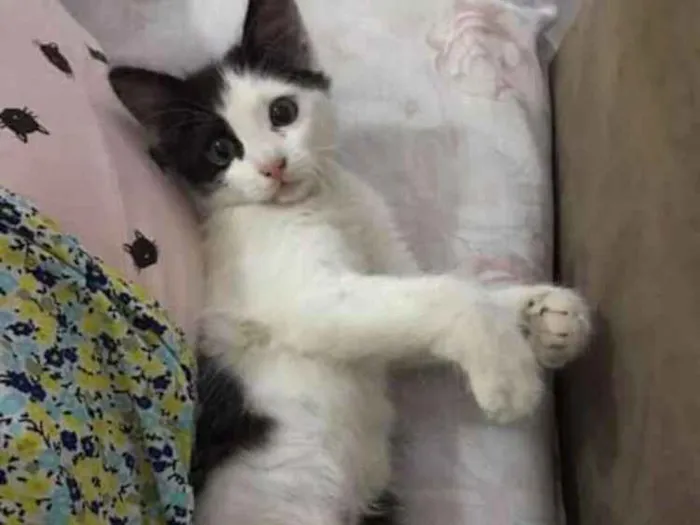 Gato ra a SRD idade 2 a 6 meses nome Mingual