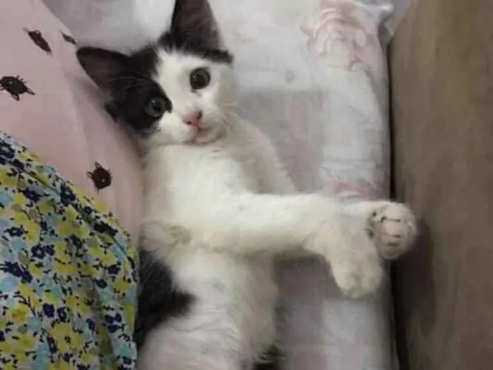 Gato ra a SRD idade 2 a 6 meses nome Mingual